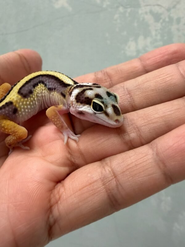 IMG_1943 mata gecko bold stripe bandit line