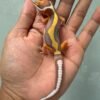 IMG_1953 jual gecko tangerine tremper bold stripe jantan big body