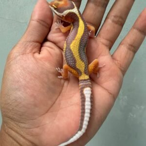 IMG_1953 jual gecko tangerine tremper bold stripe jantan big body