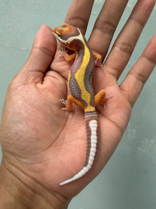 IMG_1953 jual gecko tangerine tremper bold stripe jantan big body