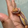 IMG_1954 Tangerine Tremper Bold Stripe - Jantan - R261145 - BIG BODY