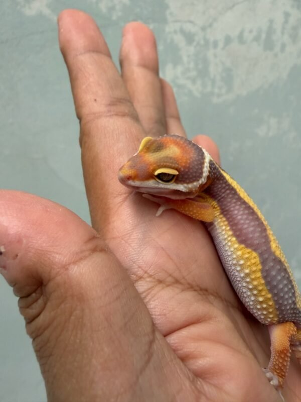 IMG_1954 Tangerine Tremper Bold Stripe - Jantan - R261145 - BIG BODY