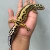 IMG_1958 jual gecko bold stripe betina indukan