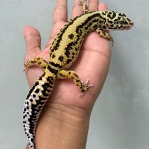 IMG_1958 jual gecko bold stripe betina indukan