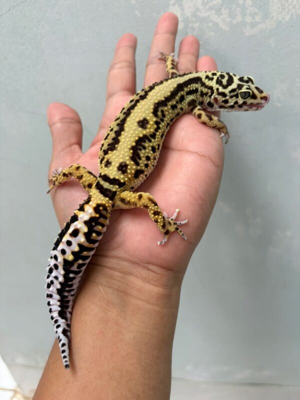 IMG_1958 jual gecko bold stripe betina indukan