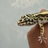 IMG_1960 Bold Stripe ph Tremper - Betina - B251872
