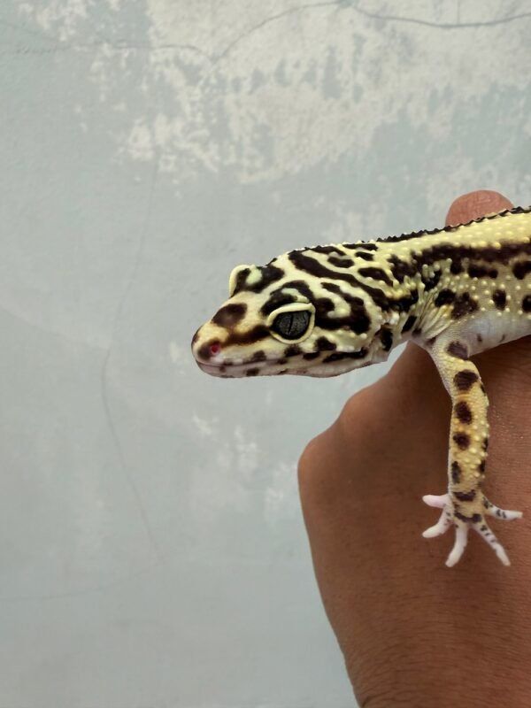 IMG_1960 Bold Stripe ph Tremper - Betina - B251872