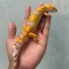 IMG_1962 jual gecko white and yellow tangerine albino betina indukan