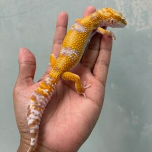 IMG_1962 jual gecko white and yellow tangerine albino betina indukan