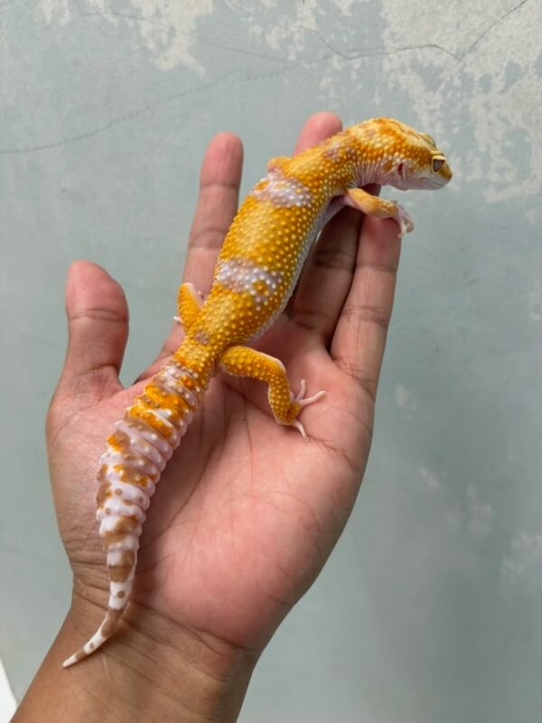 IMG_1962 jual gecko white and yellow tangerine albino betina indukan