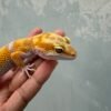 IMG_1963 mata gecko white & yellow tangerine albino
