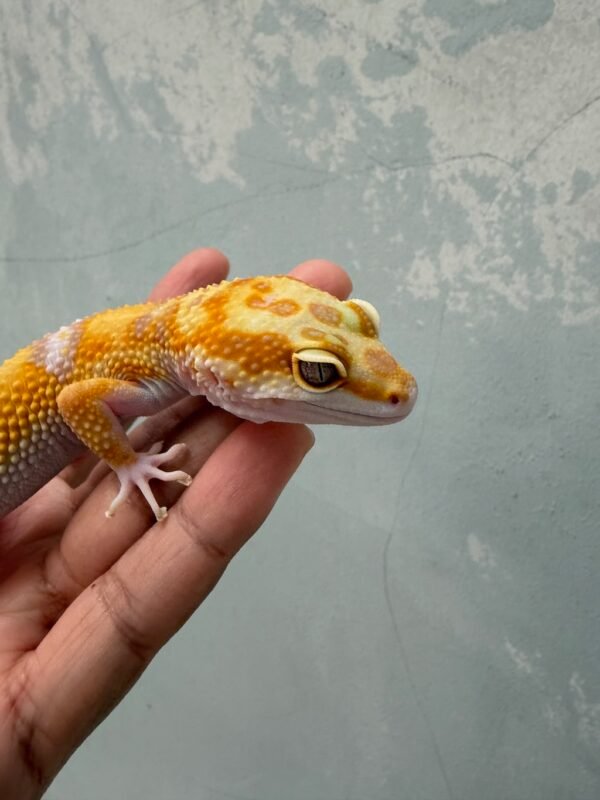 IMG_1963 mata gecko white & yellow tangerine albino