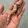IMG_1968 jual gecko white and yellow mack snow tremper jantan big body