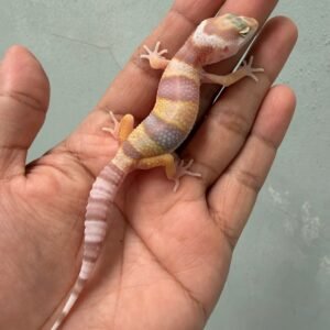 IMG_1968 jual gecko white and yellow mack snow tremper jantan big body