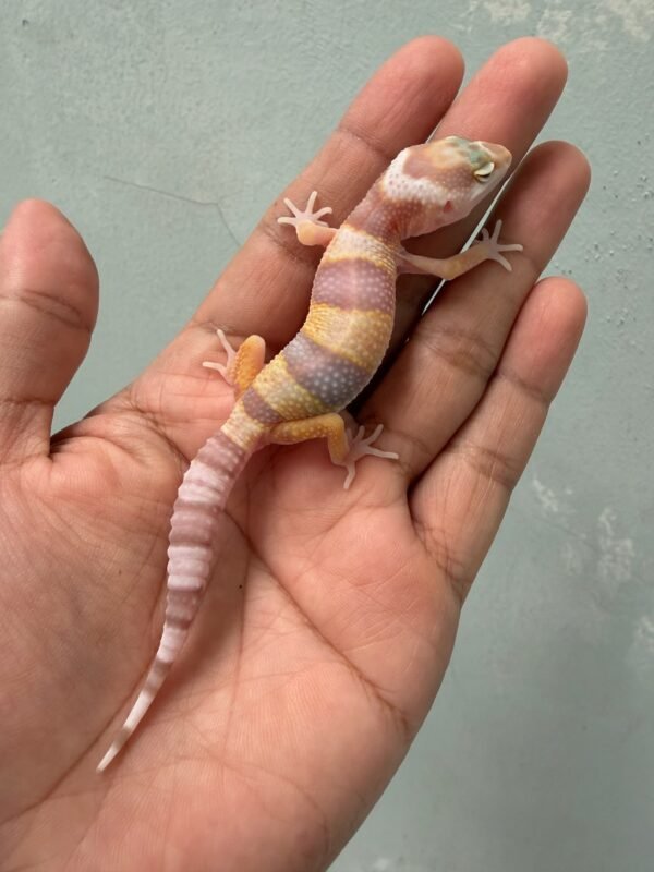 IMG_1968 jual gecko white and yellow mack snow tremper jantan big body