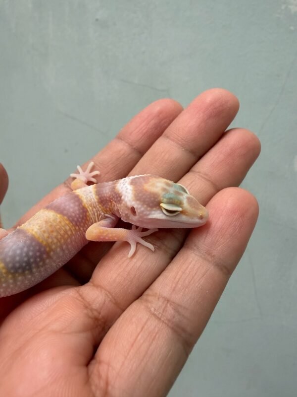IMG_1969 White & Yellow Mack Snow Tremper - Jantan - R261313 - BIG BODY