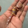 IMG_1971 jual gecko tangerine albino black night cross murah