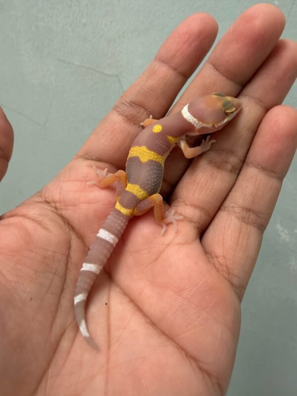 IMG_1971 jual gecko tangerine albino black night cross murah