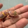 IMG_1972 Tangerine Albino Black Night Cross - incub Jantan - R261632