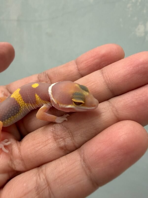 IMG_1972 Tangerine Albino Black Night Cross - incub Jantan - R261632