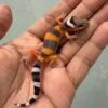 IMG_1974 jual gecko emerine cross het tremper incub betina baby