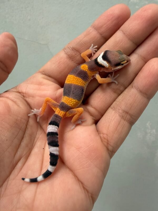 IMG_1974 jual gecko emerine cross het tremper incub betina baby