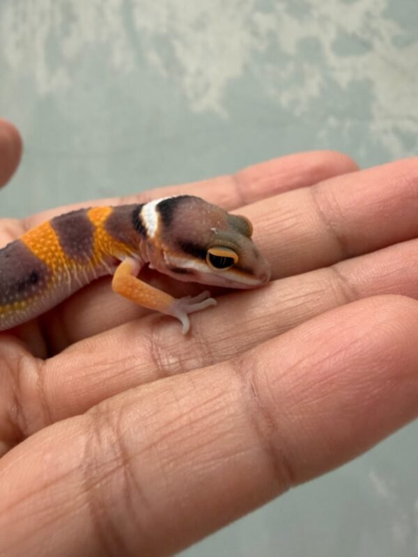 IMG_1975 Emerine Cross het Tremper - incub Betina - R261628