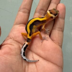 IMG_1977 jual gecko tangerine stripe het tremper incub betina baby