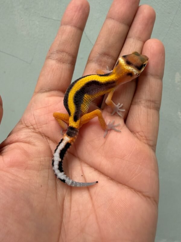 IMG_1977 jual gecko tangerine stripe het tremper incub betina baby
