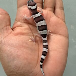 IMG_1980 jual gecko tug snow het ember incub jantan baby