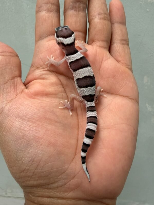 IMG_1980 jual gecko tug snow het ember incub jantan baby