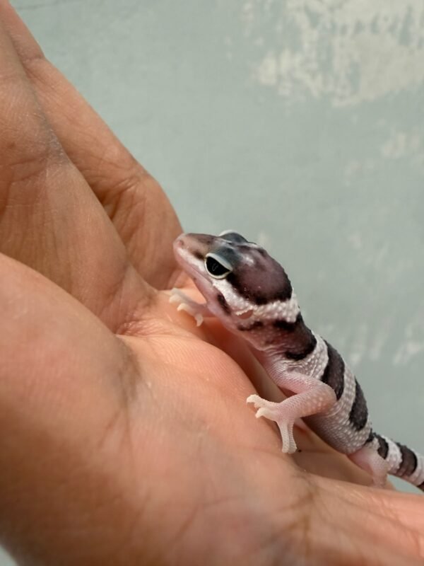 IMG_1981 mata gecko tug snow