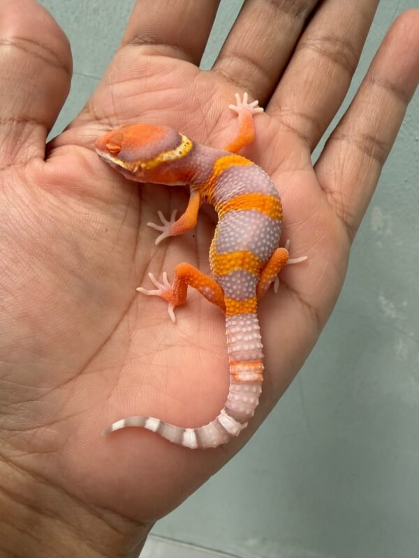 IMG_1986 gecko bell lavender baby