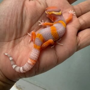 IMG_1987 jual gecko bell lavender incub jantan baby