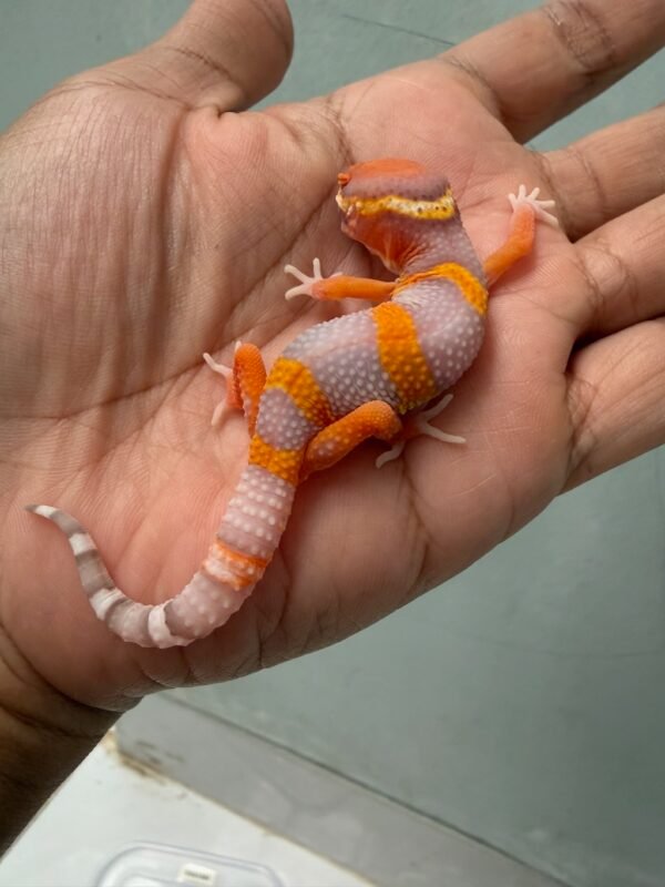 IMG_1987 jual gecko bell lavender incub jantan baby