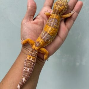 IMG_1989 jual gecko tangerine chocolate betina indukan