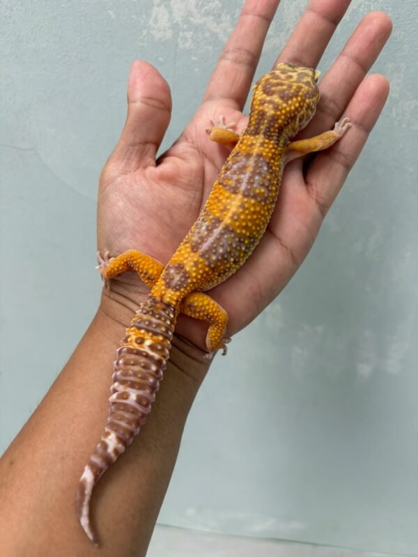 IMG_1989 jual gecko tangerine chocolate betina indukan