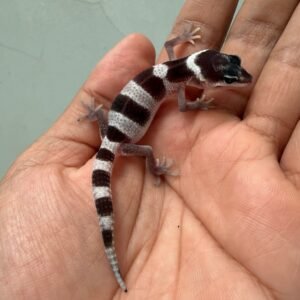 IMG_1994 jual gecko mack snow black night cross baby