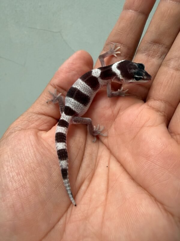 IMG_1994 jual gecko mack snow black night cross baby