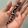 IMG_1999 jual gecko mack snow bold stripe baby