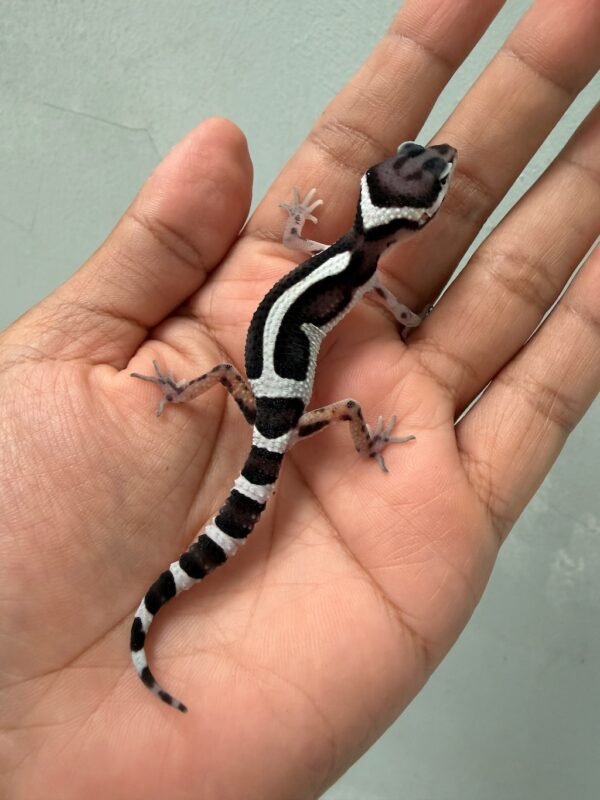 IMG_1999 jual gecko mack snow bold stripe baby