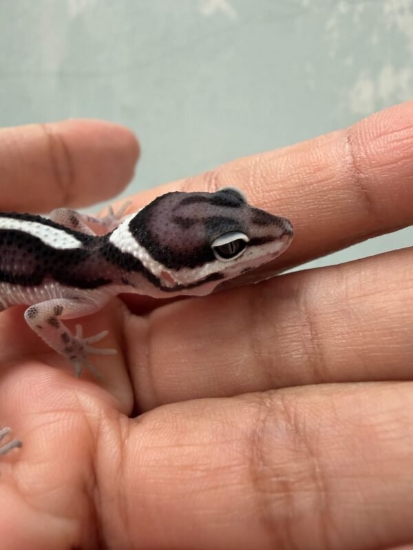 IMG_2001 mata gecko mack snow bold stripe