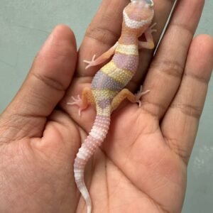 IMG_2005 jual gecko phantom het ember incub betina baby