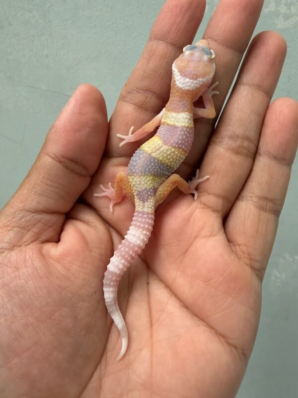 IMG_2005 jual gecko phantom het ember incub betina baby
