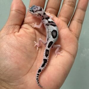 IMG_2008 jual gecko mack snow eclipse het blizzard incub betina baby