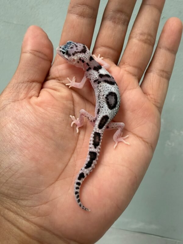 jual gecko mack snow eclipse het blizzard incub betina baby