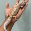 jual gecko white & yellow mack snow eclipse betina indukan