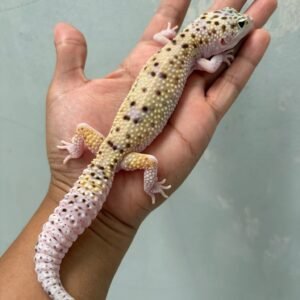 IMG_2011 jual gecko white & yellow mack snow eclipse betina indukan