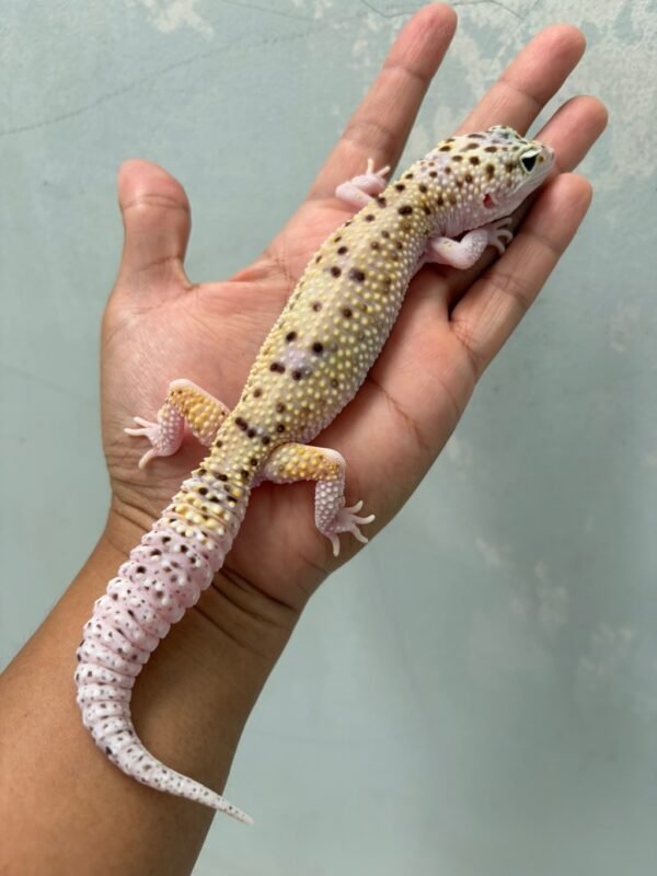 jual gecko white & yellow mack snow eclipse betina indukan