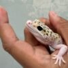 mata gecko eclipse